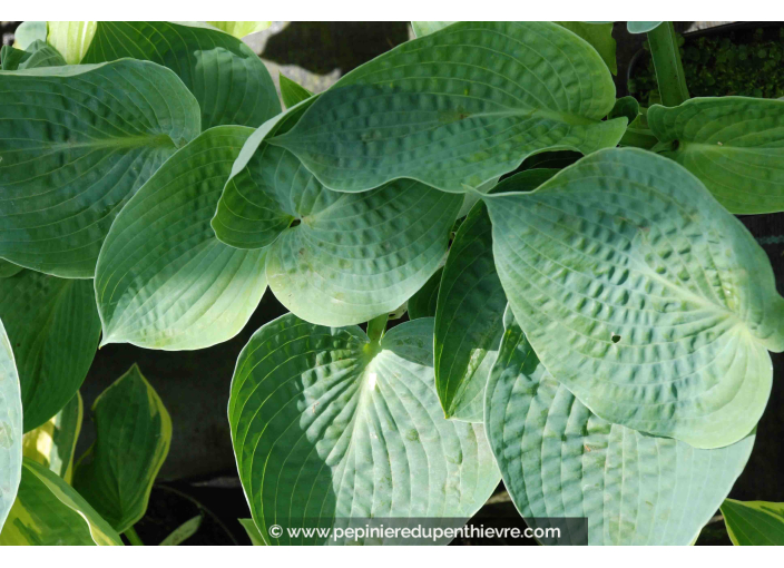 HOSTA 'Big Daddy' HOSTA 'Big Daddy'