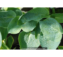 HOSTA 'Big Daddy' HOSTA 'Big Daddy'