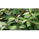 ELAEAGNUS x ebbingei