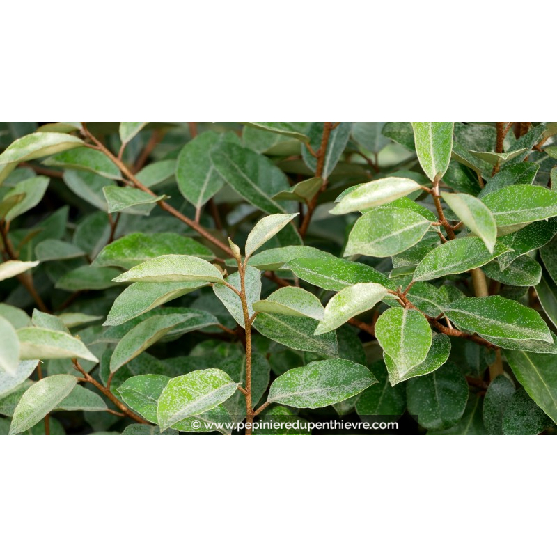 ELAEAGNUS x ebbingei