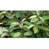 ELAEAGNUS x ebbingei