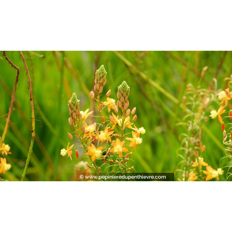BULBINE frutescens 'Hallmark'