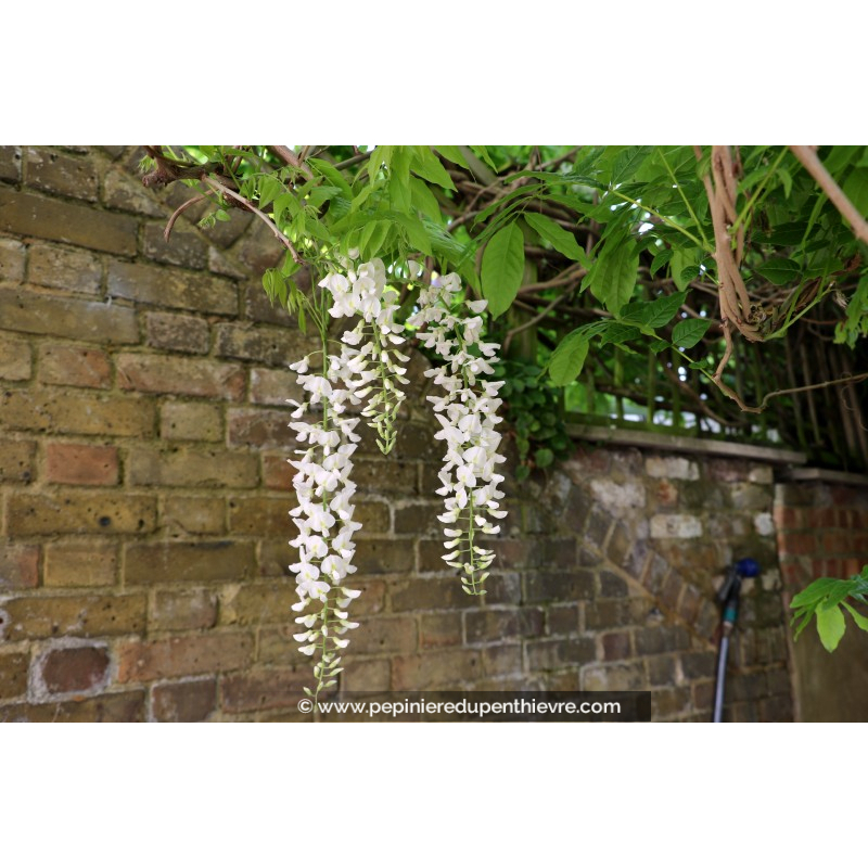 WISTERIA floribunda 'Alba'