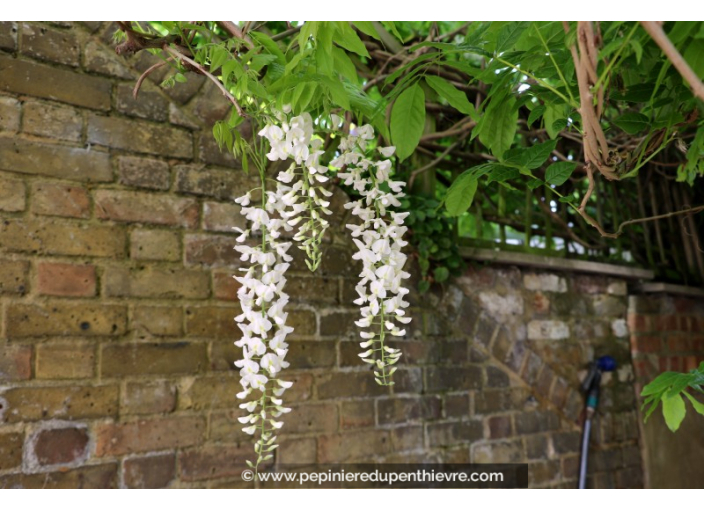 WISTERIA floribunda 'Alba'
