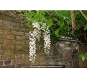 WISTERIA floribunda 'Alba'