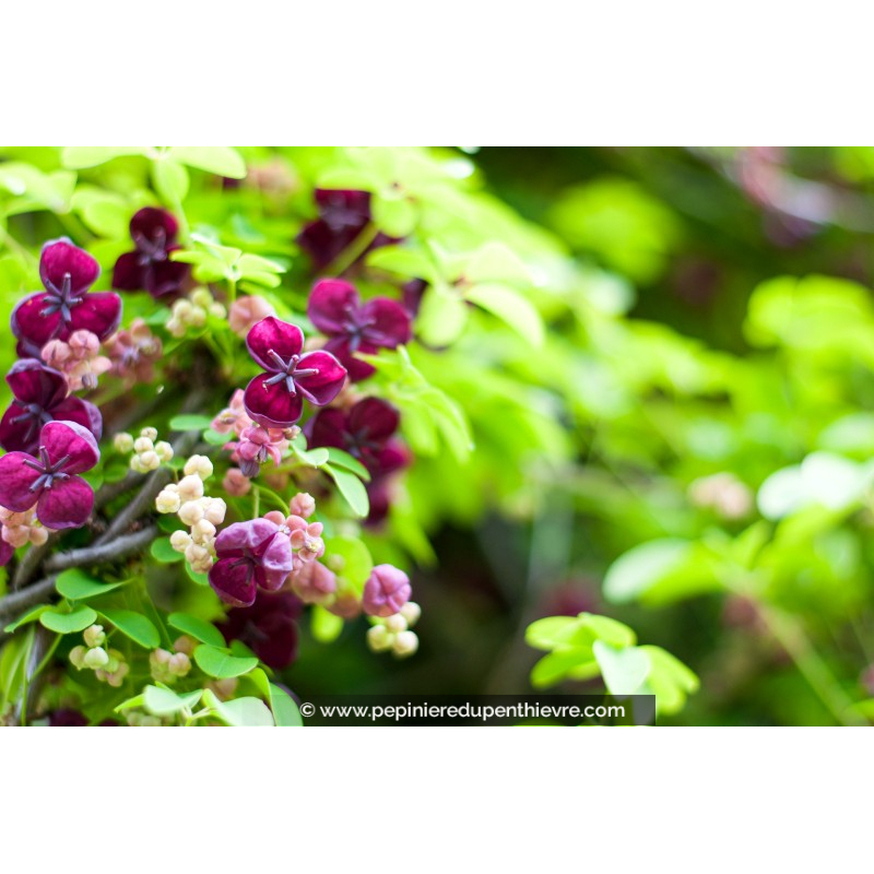 AKEBIA quinata