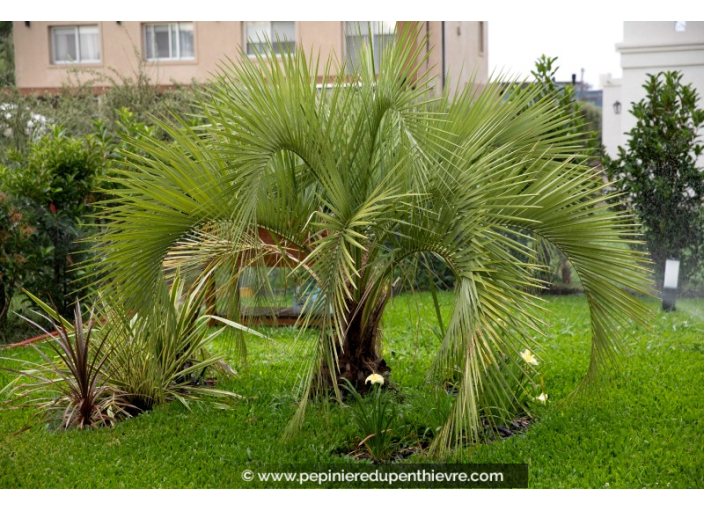 BUTIA capitata
