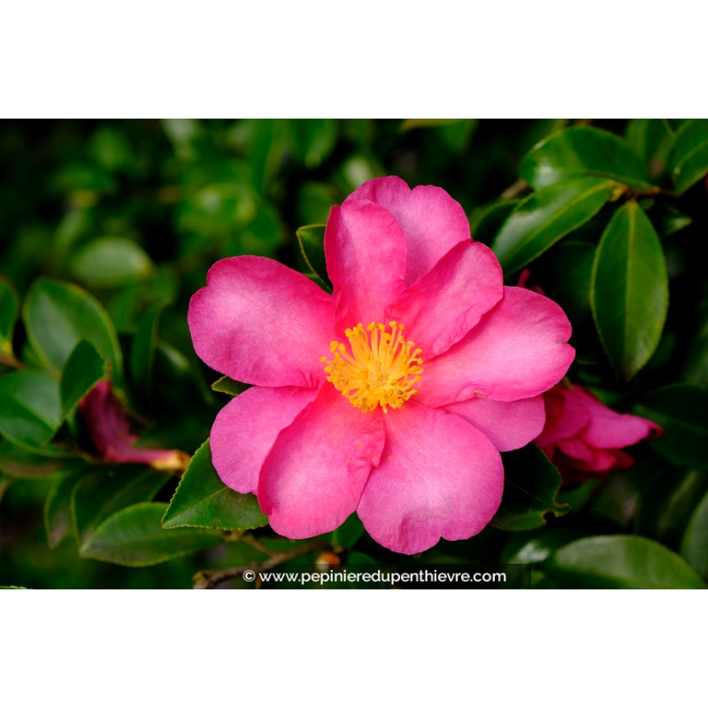 CAMELLIA sasanqua 'Belinda' (rose)