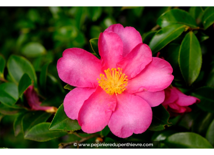 CAMELLIA sasanqua 'Belinda' (rose)