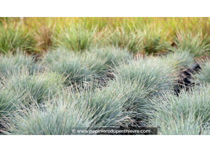 FESTUCA glauca 'Elijah Blue' FESTUCA glauca 'Elijah Blue'