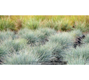 FESTUCA glauca 'Elijah Blue' FESTUCA glauca 'Elijah Blue'