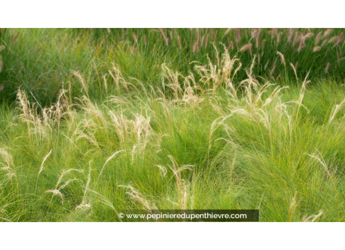 STIPA tenuifolia STIPA tenuifolia