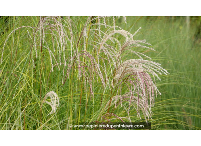 MISCANTHUS sinensis 'Gracillimus' MISCANTHUS sinensis 'Gracillimus'