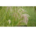 MISCANTHUS sinensis 'Gracillimus' MISCANTHUS sinensis 'Gracillimus'