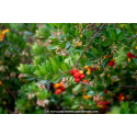 ARBUTUS unedo