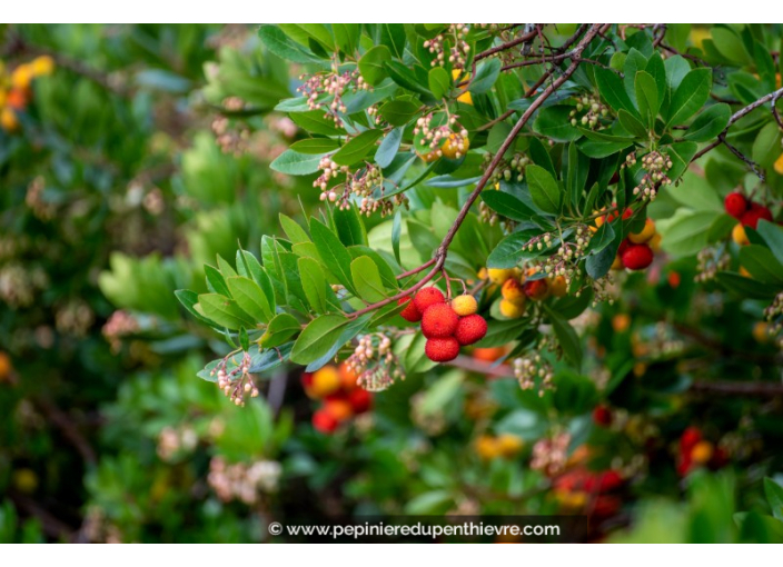 ARBUTUS unedo