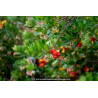 ARBUTUS unedo