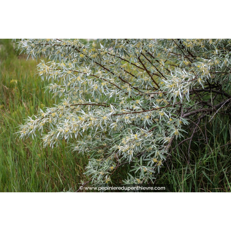 ELAEAGNUS angustifolia