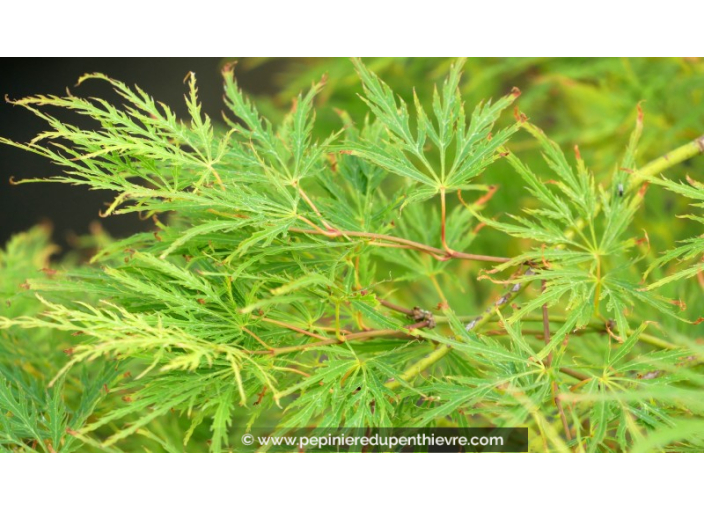 ACER palmatum 'Dissectum'