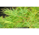 ACER palmatum 'Dissectum'