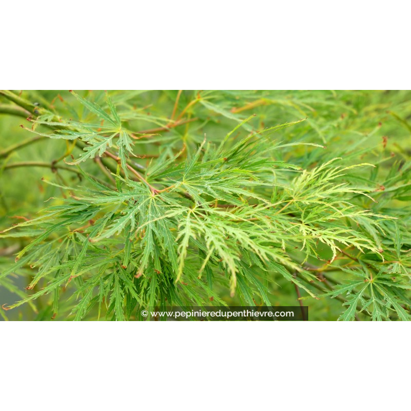 ACER palmatum 'Dissectum'