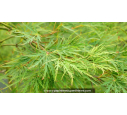 ACER palmatum 'Dissectum'