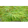 ACER palmatum \'Dissectum\'