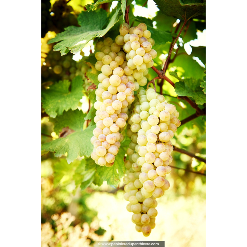 VIGNE DE TABLE ampelia® Amandin'