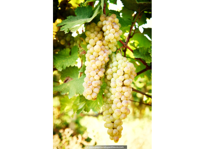 VIGNE DE TABLE ampelia® Amandin'