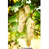 VIGNE DE TABLE \'Amandin\'