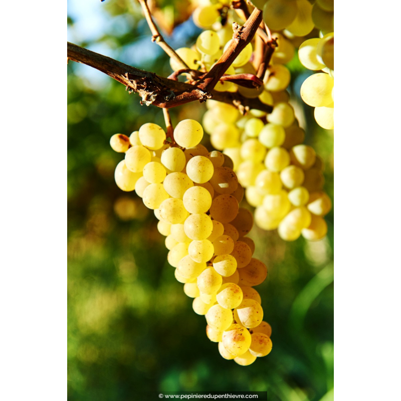 VIGNE DE TABLE ampelia® 'Candin'