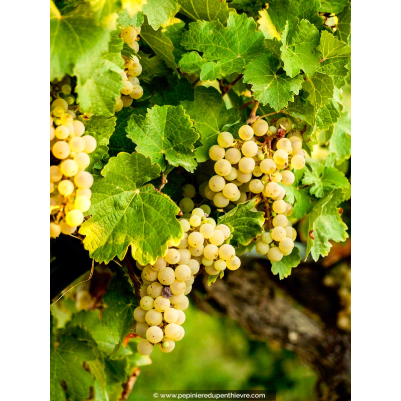 VIGNE DE TABLE ampelia® 'Perdin'