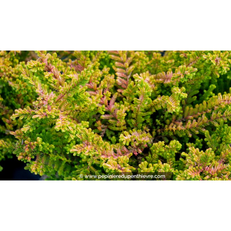 CALLUNA vulgaris 'Winter Chocolate'