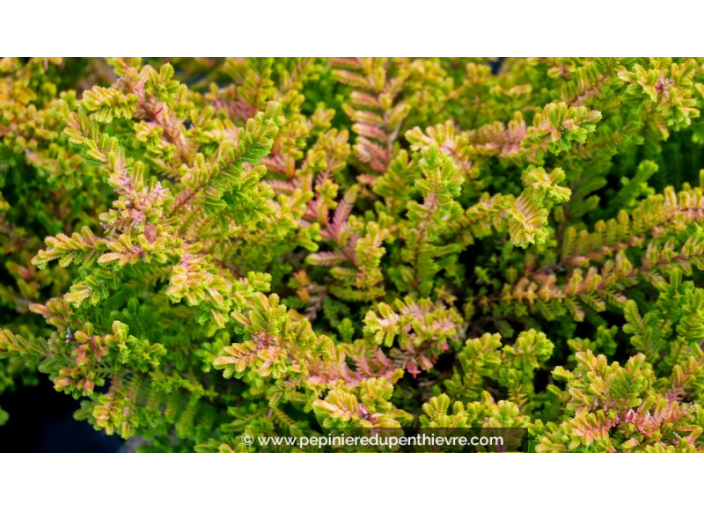 CALLUNA vulgaris 'Winter Chocolate'