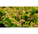 CALLUNA vulgaris 'Winter Chocolate'