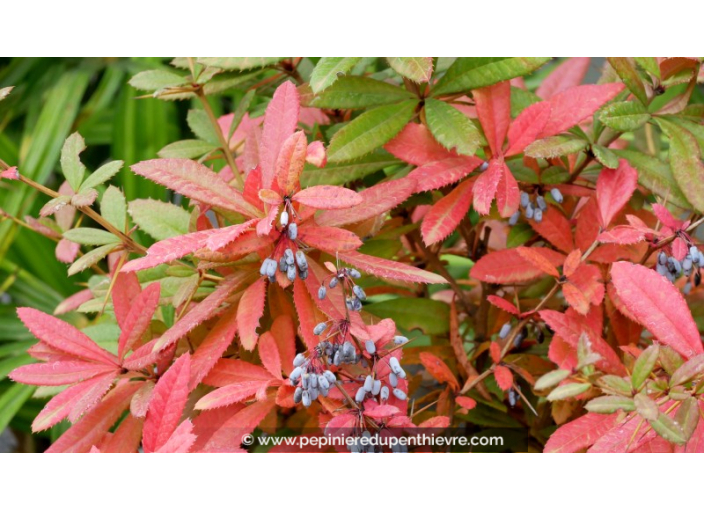 BERBERIS julianae BERBERIS julianae