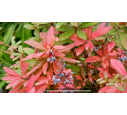 BERBERIS julianae BERBERIS julianae