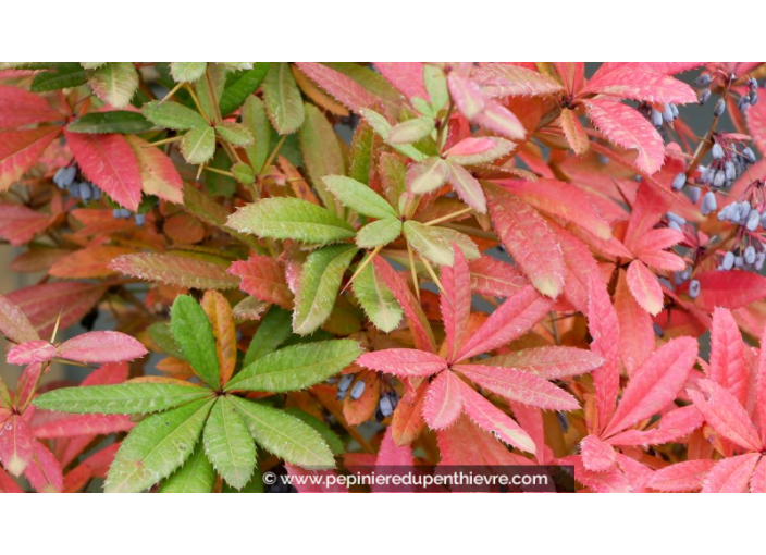 BERBERIS julianae