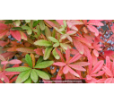 BERBERIS julianae BERBERIS julianae