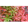 BERBERIS julianae