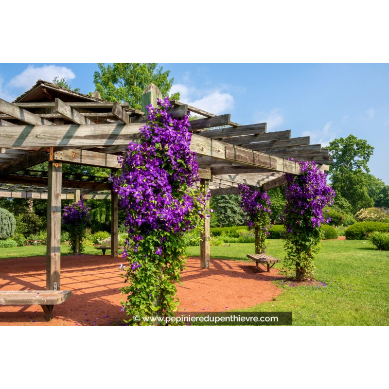 CLEMATIS 'Jackmanii'