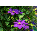 CLEMATIS \'The President\'