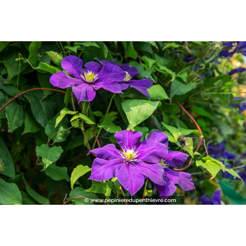 CLEMATIS 'The President'