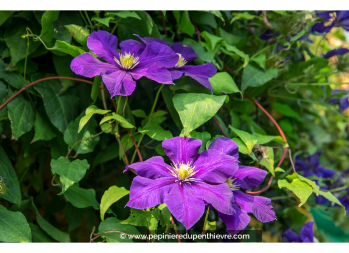CLEMATIS 'The President'