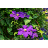 CLEMATIS \'The President\'