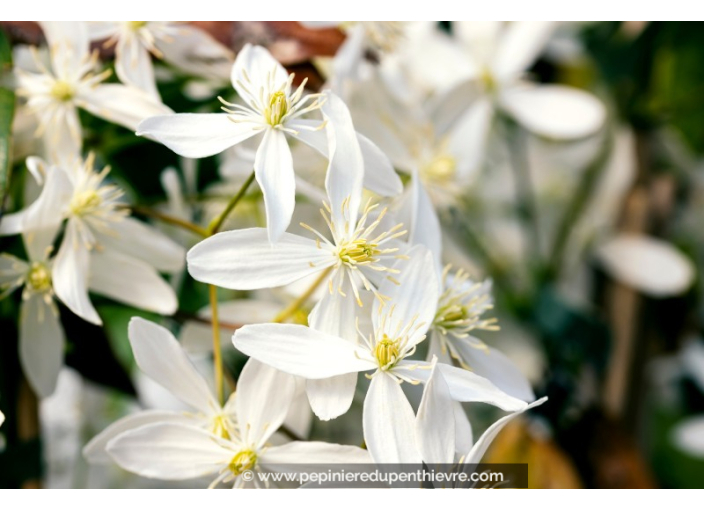 CLEMATIS armandii