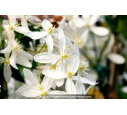 CLEMATIS armandii CLEMATIS armandii
