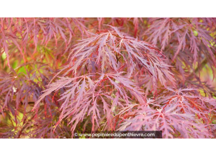 ACER palmatum 'Garnet' - Printemps ACER palmatum 'Garnet' - Printemps
