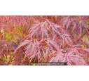 ACER palmatum 'Garnet' - Printemps ACER palmatum 'Garnet' - Printemps