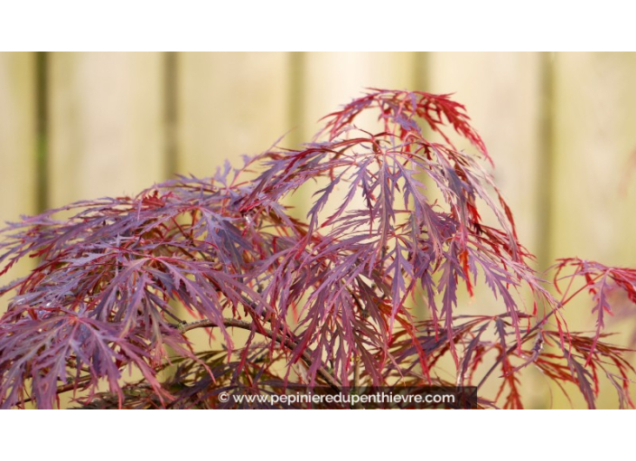 ACER palmatum 'Garnet' - Printemps ACER palmatum 'Garnet' - Printemps